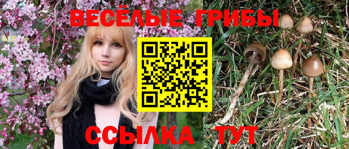 Галлюциногенные грибы Psilocybine cubensis  Вход с VPN  Шатура 